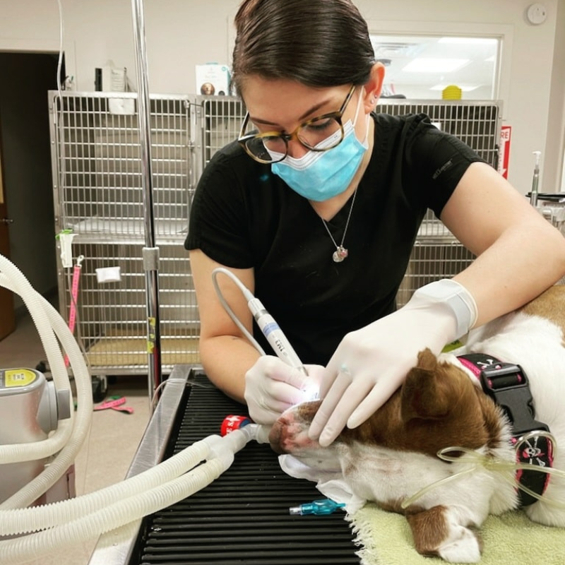 VetCor Family of Hospitals Pet Dental Health